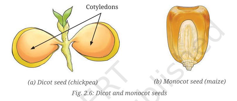 Fig. 2.6 - Dicot and monocot seeds